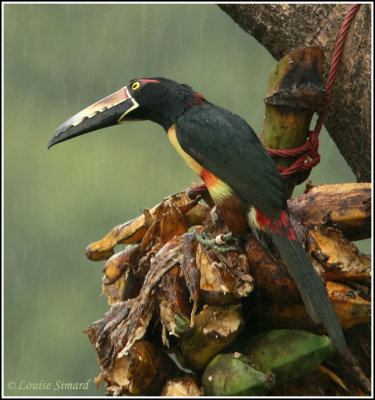 Collared Aracari / Aracari  collier