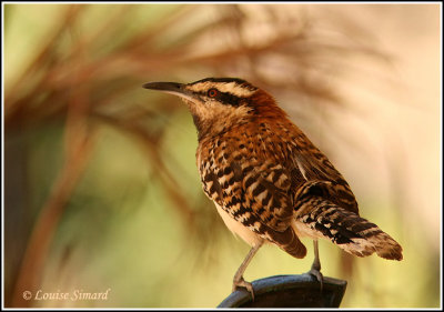 Rufous-naped Wren / Troglodyte  nuque rousse