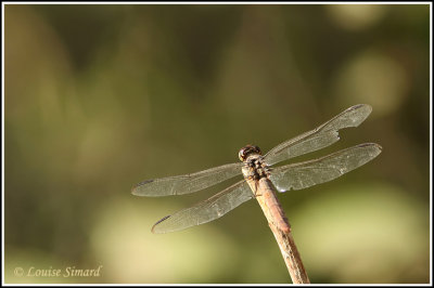  Possible Central American Redskimmer (female)