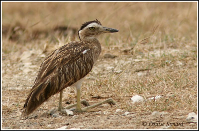 Double-striped Thick-Knee / Oedicnme bistri
