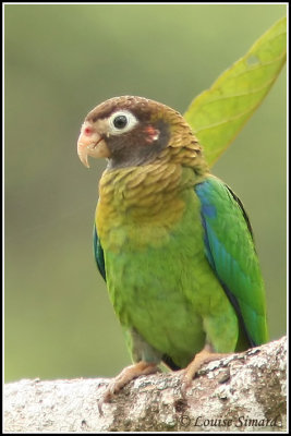 Brown-hooded Parrot / Caque  capuchon