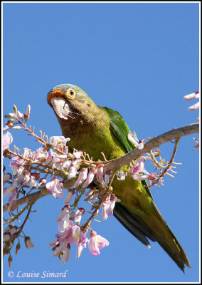 Orange-fronted Parakeet / Conure  front rouge