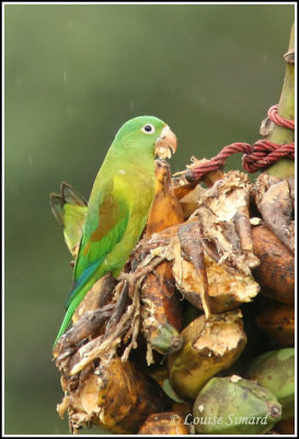 Orange-chinned Parakeet / Toui  menton d'or