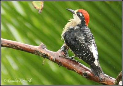 Black-cheecked Woodpecker / Pic de Pucheran