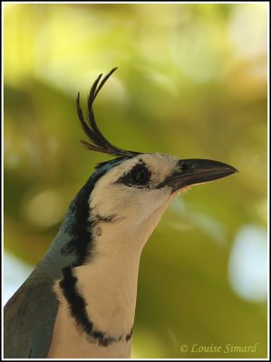 White-throated Magpie-Jay / Geai  face blanche