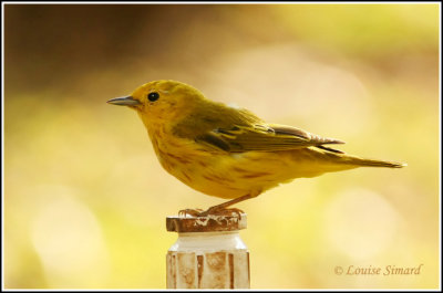 Yellow Warbler / Paruline jaune