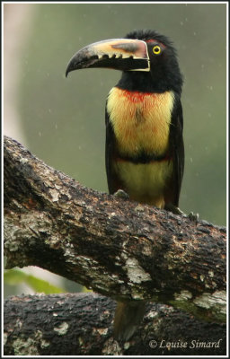 Collared Aracari / Aracari  collier