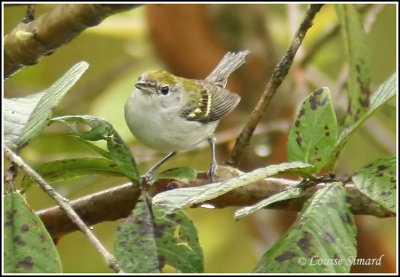 Chestnut-sided Warbler / Paruline  flancs marron