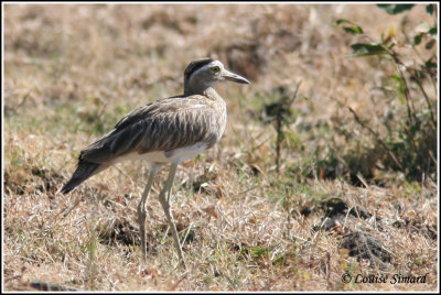 Double-striped Thick-Knee / Oedicnme bistri