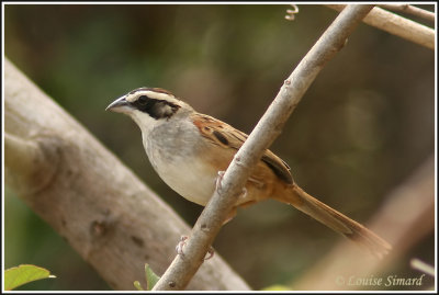 Stripe-headed Sparrow / Bruant lign