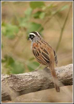 Stripe-headed Sparrow / Bruant lign