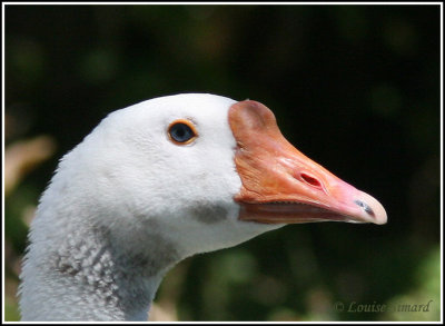 Goose / Oie domestique