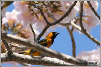Spot-breasted Oriole / Oriole macul