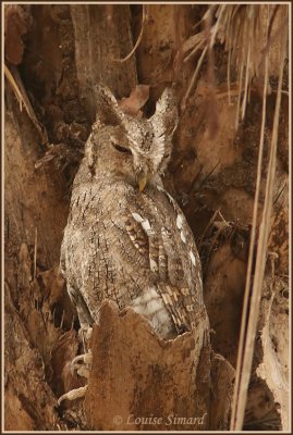 Pacific Screech-Owl / Petit-duc de Cooper