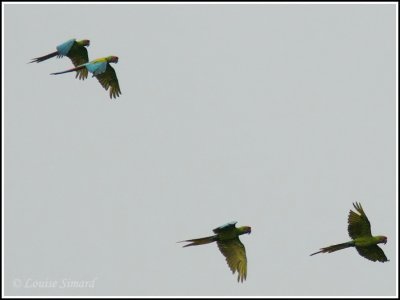 Great Green Macaw / Ara de Buffon