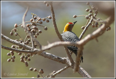Hoffmann's Woodpecker (male) / Pic de Hoffmann (mle)