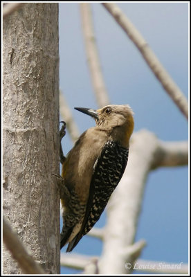 Hoffmann's Woodpecker (female) / Pic de Hoffmann (femelle)