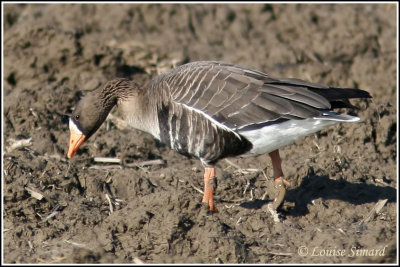 Oie rieuse / Greater White fronted Goose