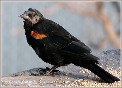 Carouge  paulettes / Red-winged Blackbird