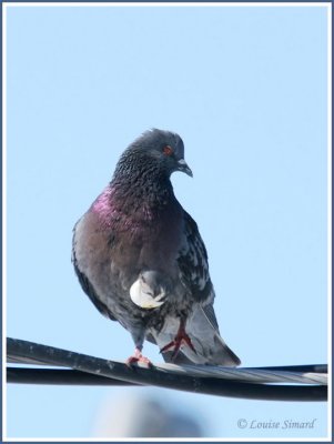 Pigeon biset / Rock Dove