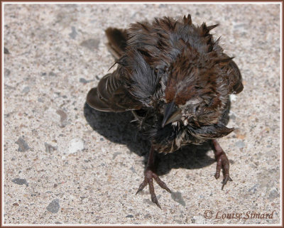 Bruant chanteur / Song Sparrow