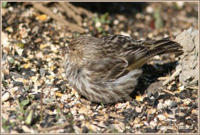 Tarin des pins / Pine Siskin