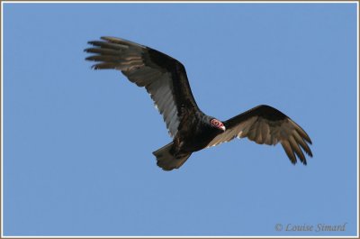 Urubu  tte rouge / Turkey Vulture