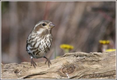 Roselin pourpr / Purple Finch