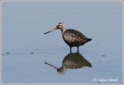 Barge hudsonienne / Hudsonian Godwit