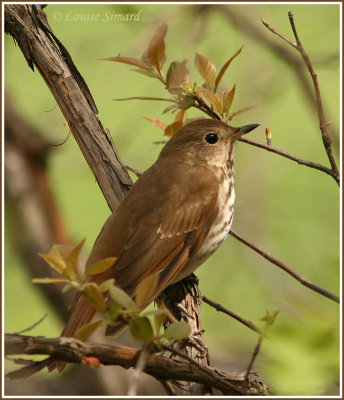 Grive solitaire / Hermit Thrush