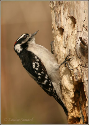 Pic mineur / Downy Woodpecker