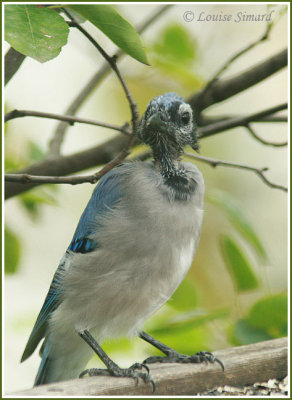 Geai bleu / Blue Jay