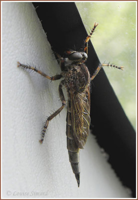 Robber Fly / Asilidae
