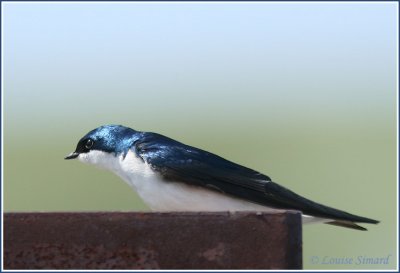 Hirondelle bicolore /  Tree Swallow
