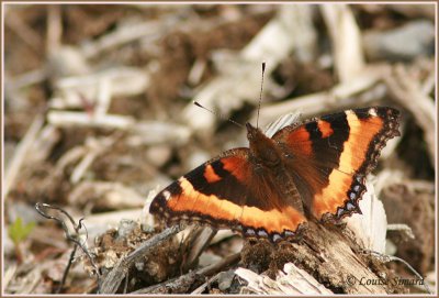 Petite Vanesse / Milbert's Tortoise-shell / Aglais milberti milberti