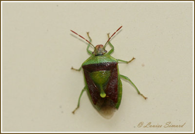 Punaise du Cormier / Banasa stink bug / Banasa dimidiata Say