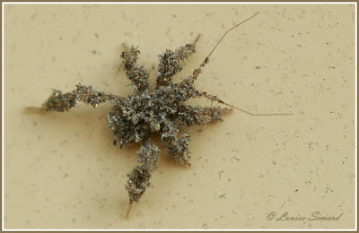reduvius personatus / Larve de Réduve masquée / Masked hunter nymph