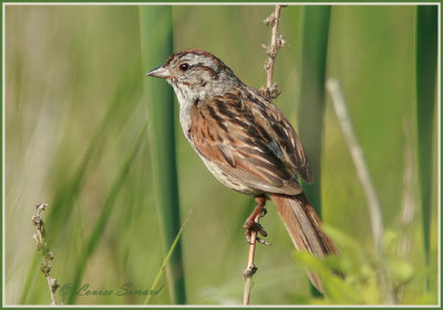 Bruant des marais / Swamp Sparrow
