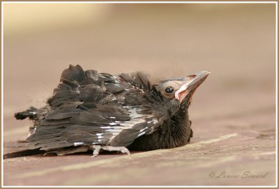 Un oiseau (Quiscale bronz?) qui est tomb de son nid et qui a t abandonn par ses parents.
