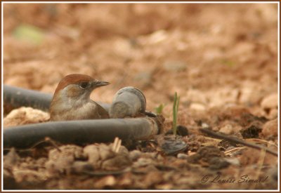 Fauvette à tête noire / Eurasian Blackcap