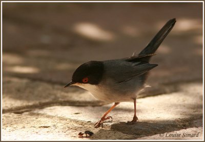 Fauvette mélanocéphale / Sardinian Warbler
