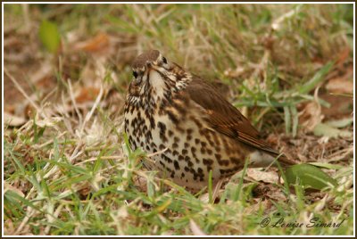 Grive musicienne / Song Thrush 