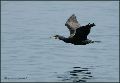 Grand Cormoran / Great Cormorant