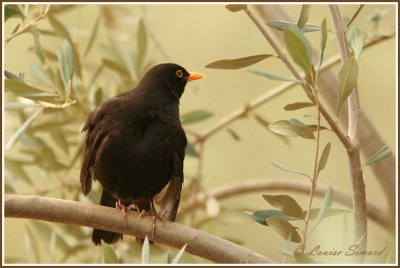Merle noir / Common Blackbird