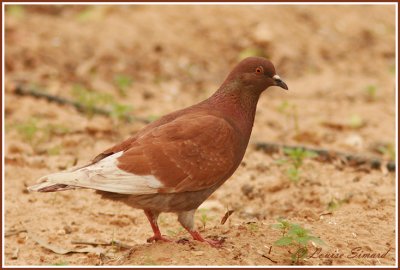 Pigeon biset / Rock Dove