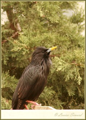 tourneau unicolore /  Spotless Starling 