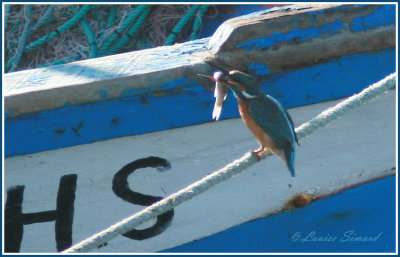 Martin-pêcheur d'Europe / Common Kingfisher  