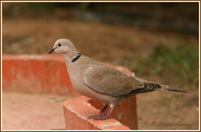 Tourterelle turque / Eurasian Collared-Dove  