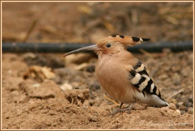 Huppe fascie /  Eurasian Hoopoe 