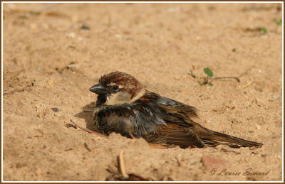 Moineau espagnol / Spanish Sparrow 